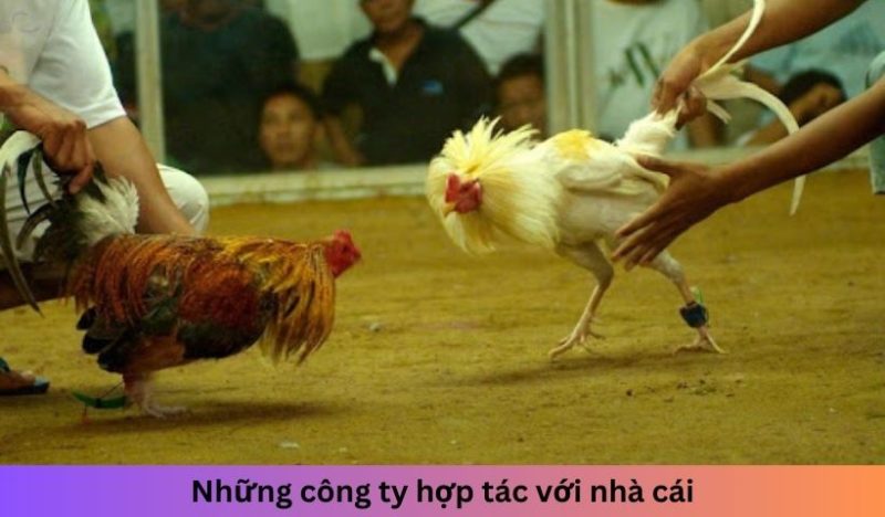 Đa dạng nhà phát hành hợp tác với nhà cái đá gà xin 88