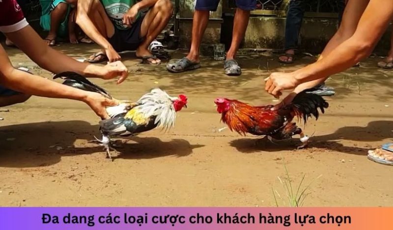 Các loại cược đá gà Xin88