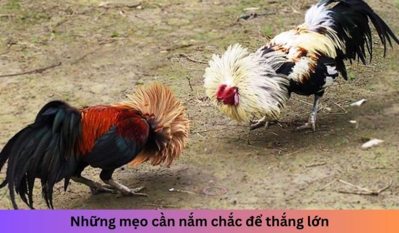 Bí quyết thắng đá gà tại Xin88